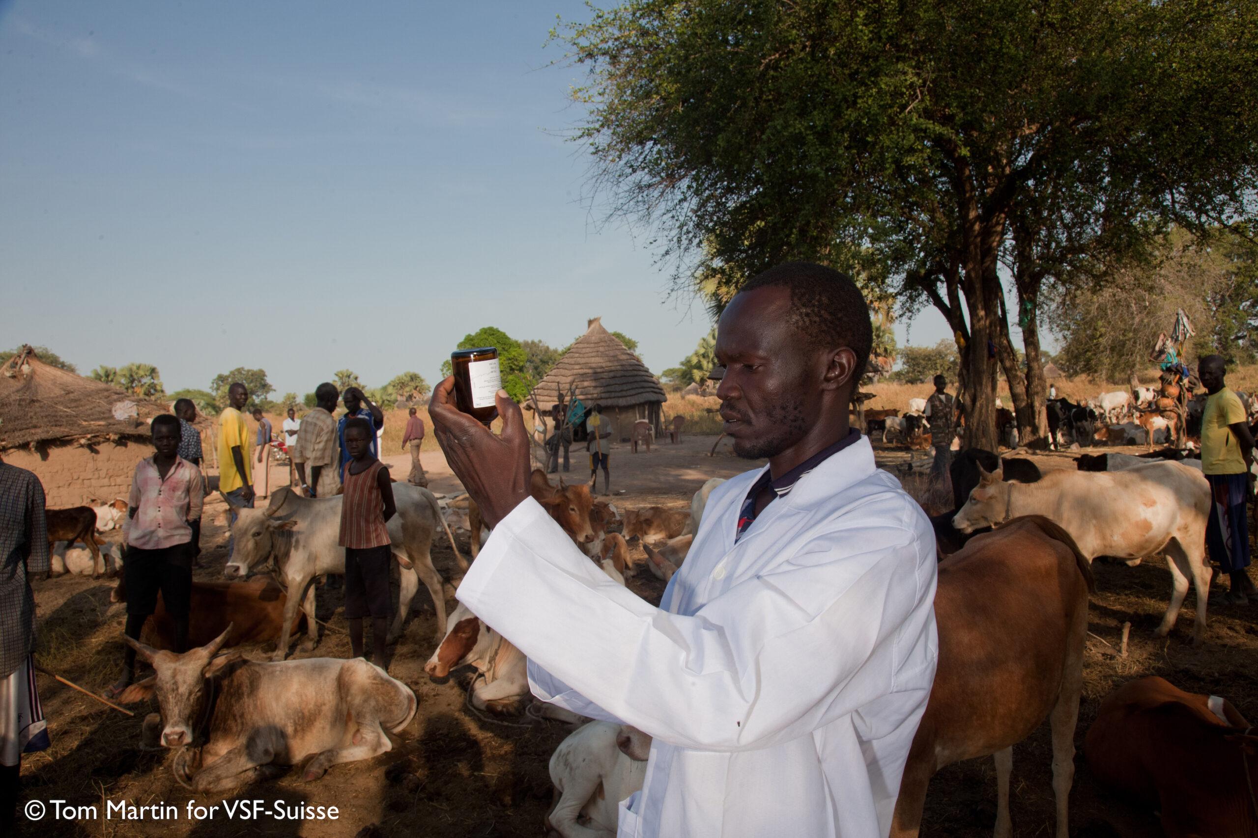 Community animal health workers treat animals at a Cattle camp, Northern Bahr el Ghazal, South Sudan.